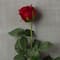 Dutch Rose Spray by Ashland®